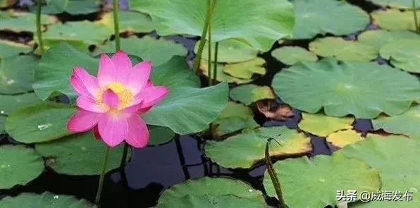 威海春天赏花攻略,威海游玩观光