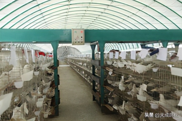 养肉鸽种鸽子赚钱吗,养肉鸽赚钱还是蛋鸡赚钱