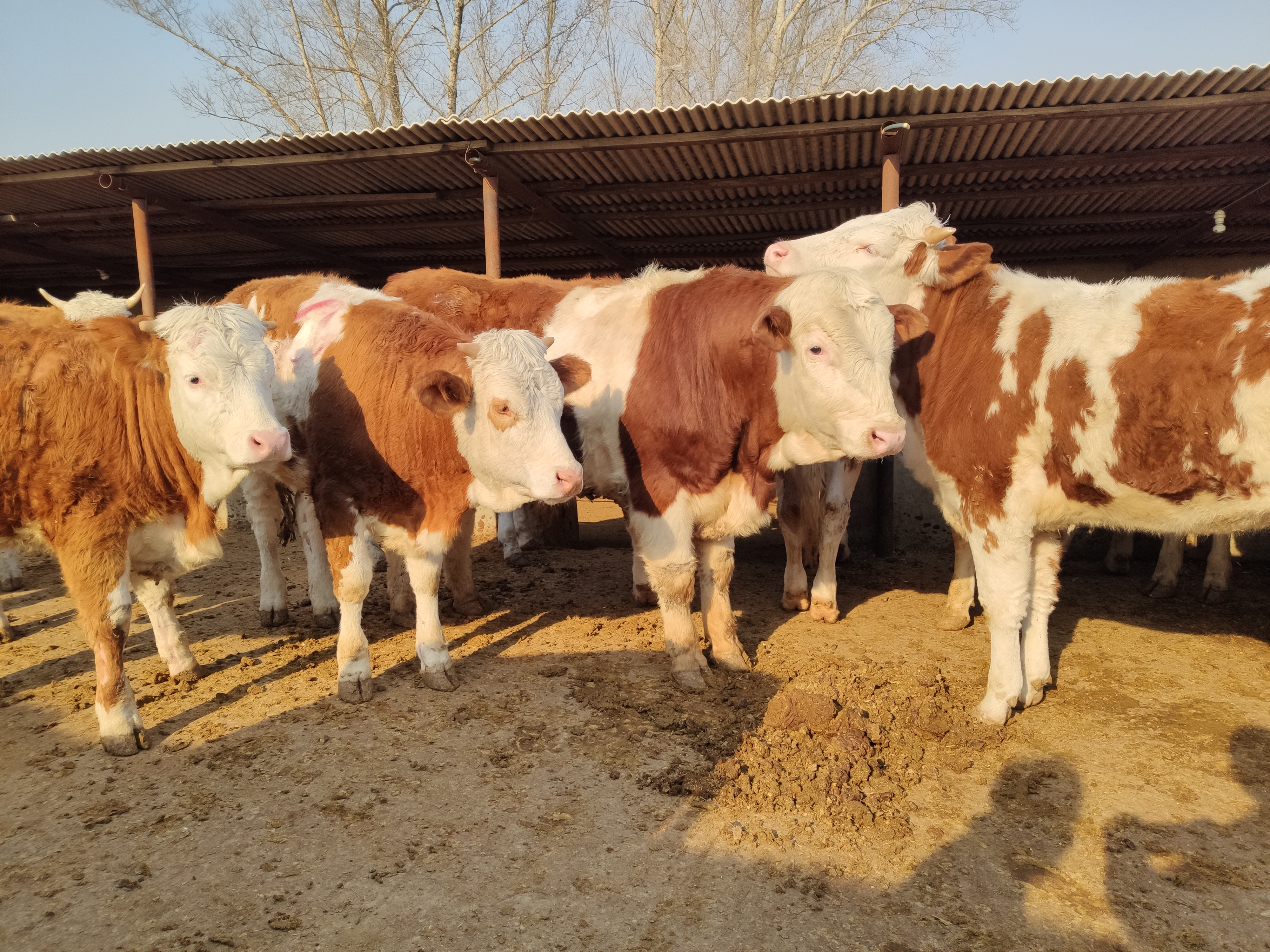 2022-2023年肉牛行业走势,肉牛为什么一直在跌