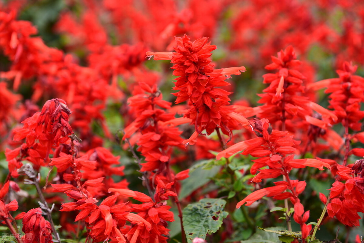 郁郁葱葱的多肉植物,适合阳光足的一年四季开花的植物