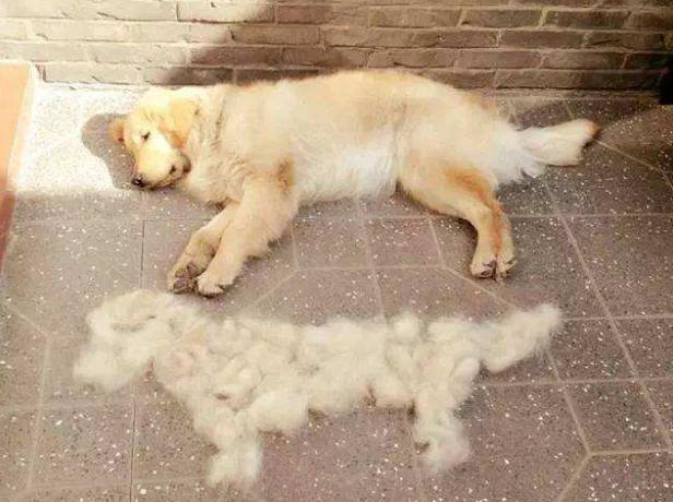 一只金毛犬到底有多治愈,金毛犬性格好但没有勇气再养一只