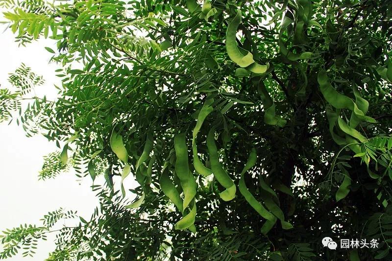 全身是宝的树木,皂角树全身是宝吗