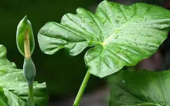 3岁孩子误食了药物属于意外吗,小孩误食绿植肥料怎么办