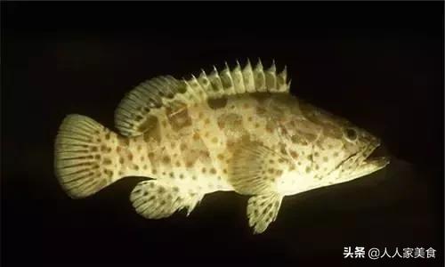 最好的十种石斑鱼,最漂亮的几种石斑鱼