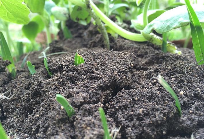 农业经济新风口,农业迎来新风口