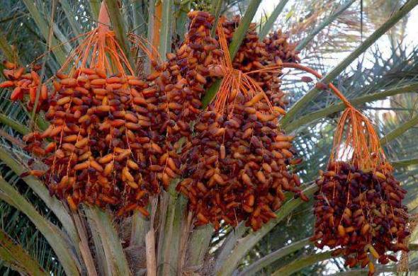 迪拜不大为什么有这么多石油,迪拜特产骆驼奶巧克力