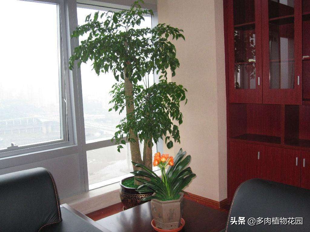 幸福树叶子少怎么才能枝繁叶茂,幸福树冬天叶子掉完了可以修剪吗