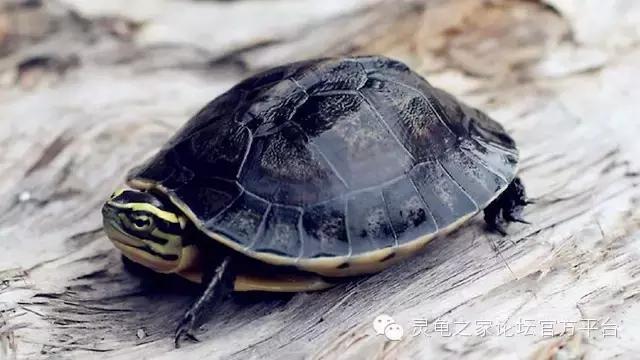 安布闭壳龟繁殖技术,安布闭壳龟要办证吗