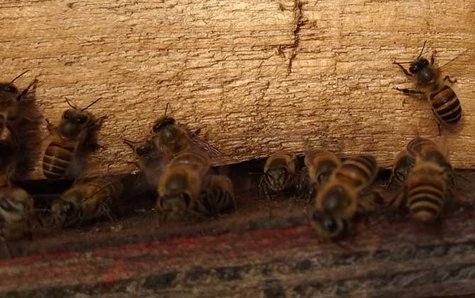 中蜂会盗中蜂么,中蜂盗蜂怎么处理最好