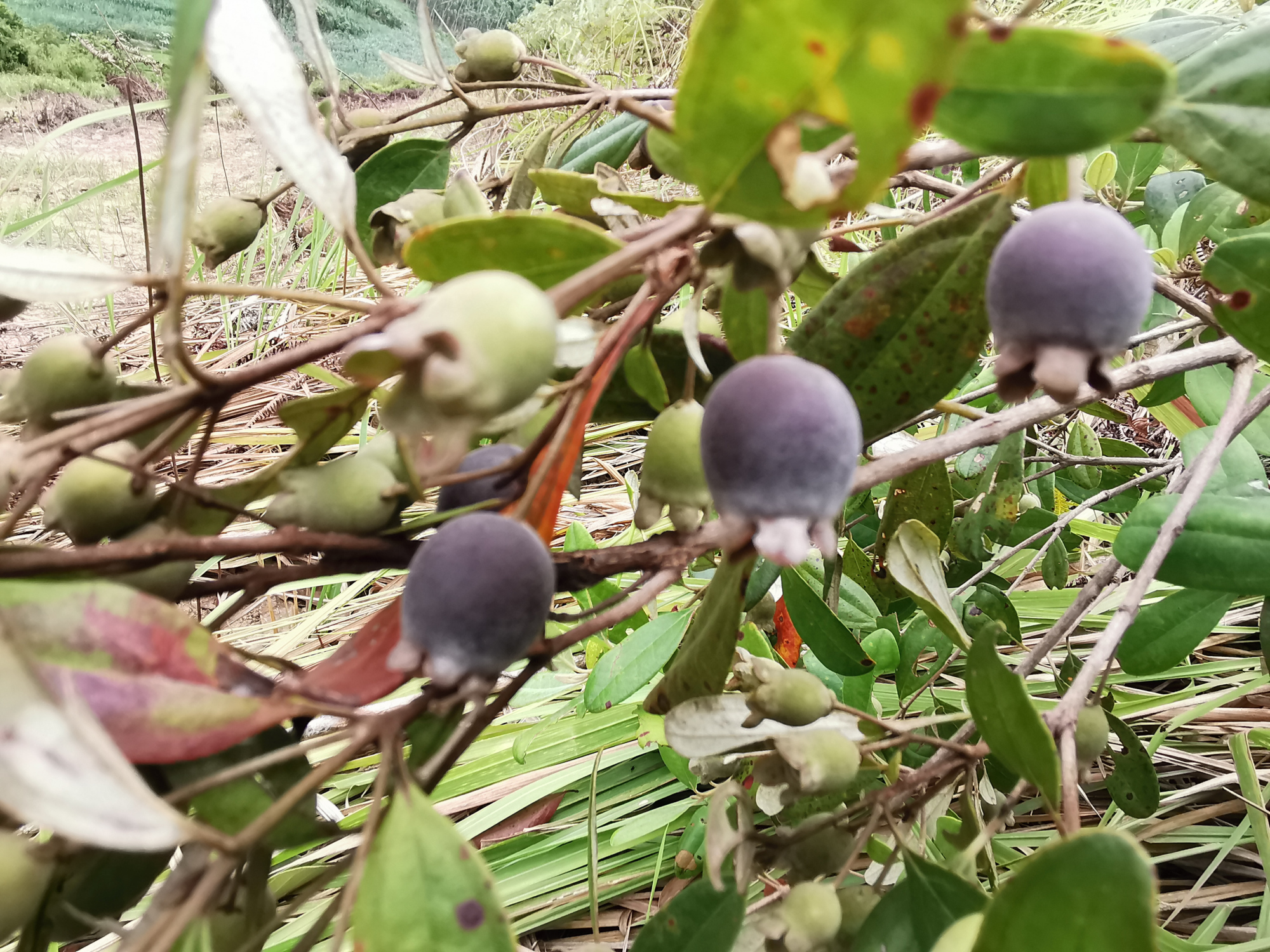 捻子酒半年后要把捻子捞出来吗,捻子酒制作方法