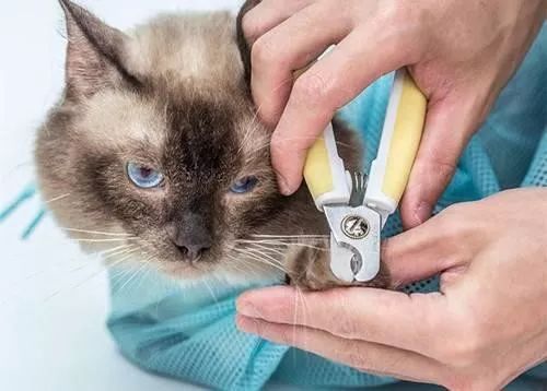 冬天给猫咪洗澡需要注意什么,鸽子冬天洗澡需要注意什么