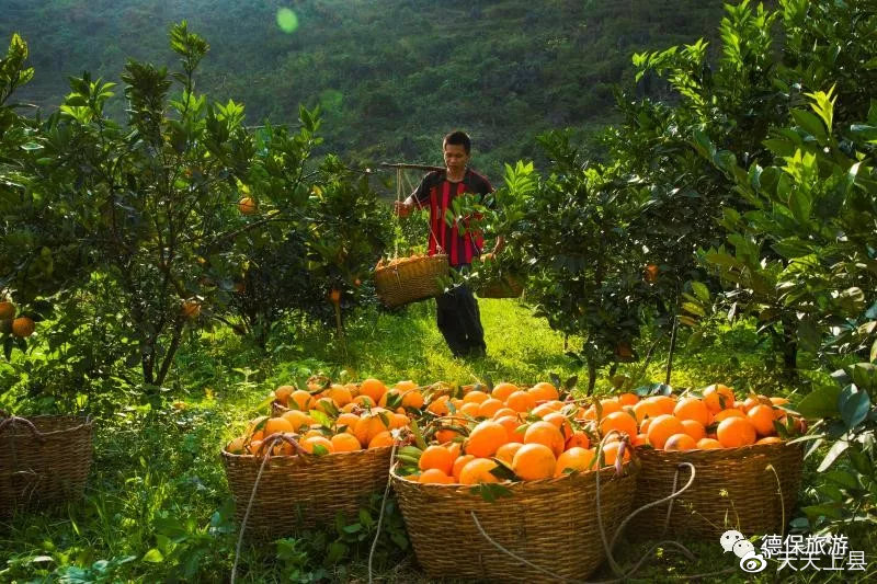 广西枫叶林观赏季节,广西赏枫叶的地方