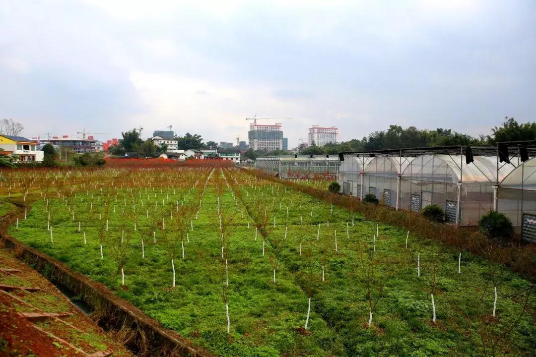 10块钱能吃遍宜宾这个镇？还有这些城头人不晓得的…