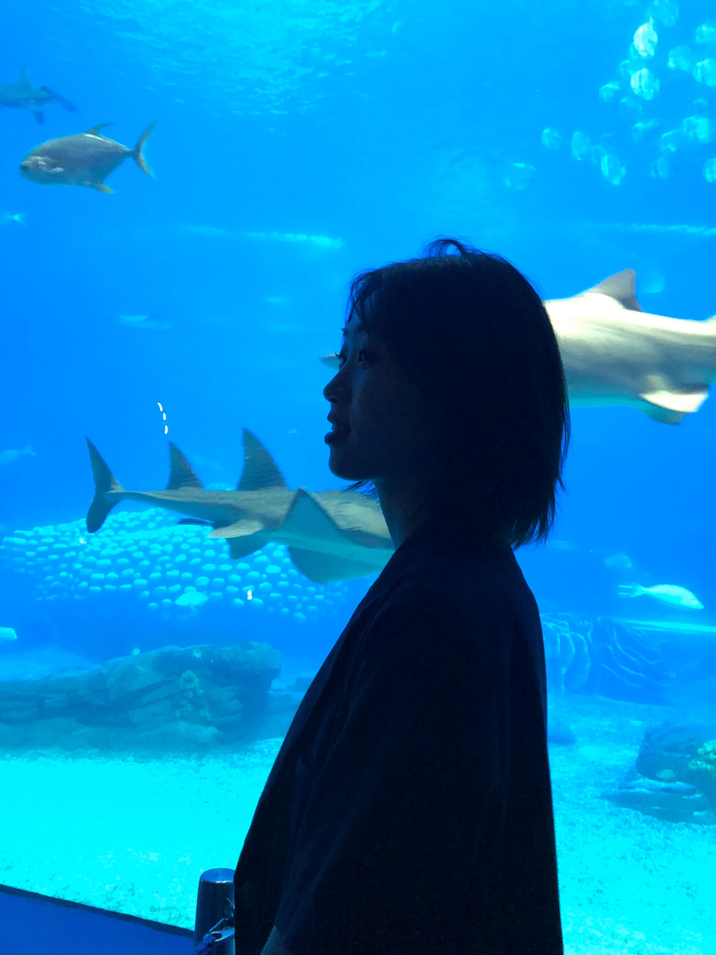 珠海长隆海底世界旅游攻略,珠海旅游攻略长隆海底世界