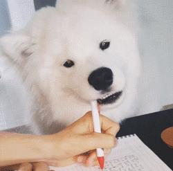 别再说笼养狗狗不好了,小恶魔萨摩耶