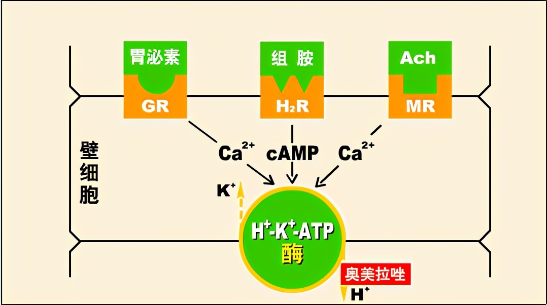 奥美拉唑有什么副作用十二指肠癌,奥美拉唑有什么副作用伤肾吗