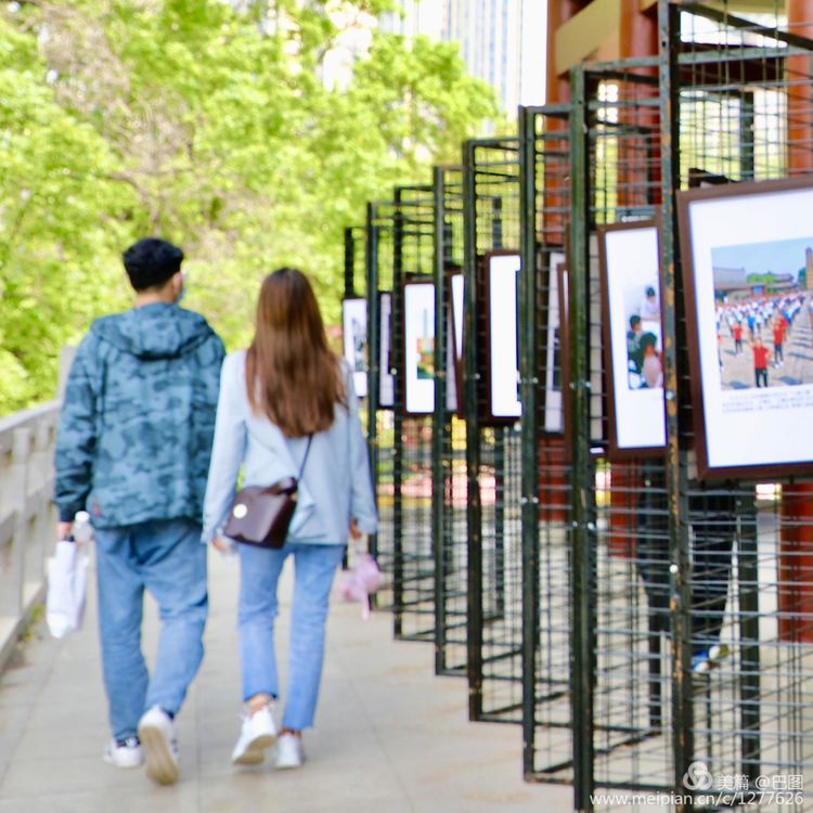 看洛阳牡丹花卉节,洛阳古都牡丹花展