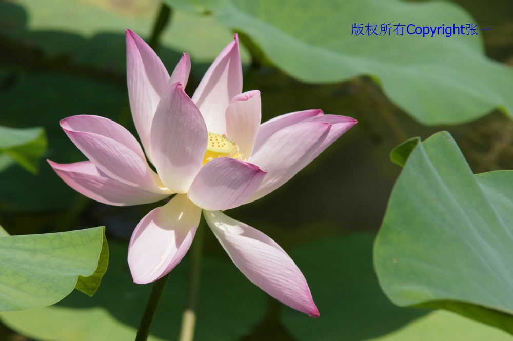 北京紫竹院的荷花：德国Pentacon与日本Minolta镜头实拍对比