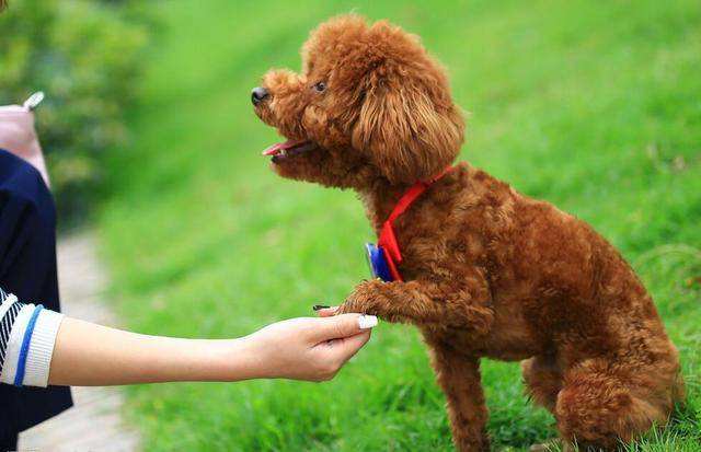 泰迪舔东西怎么回事,泰迪舔人的4大好处