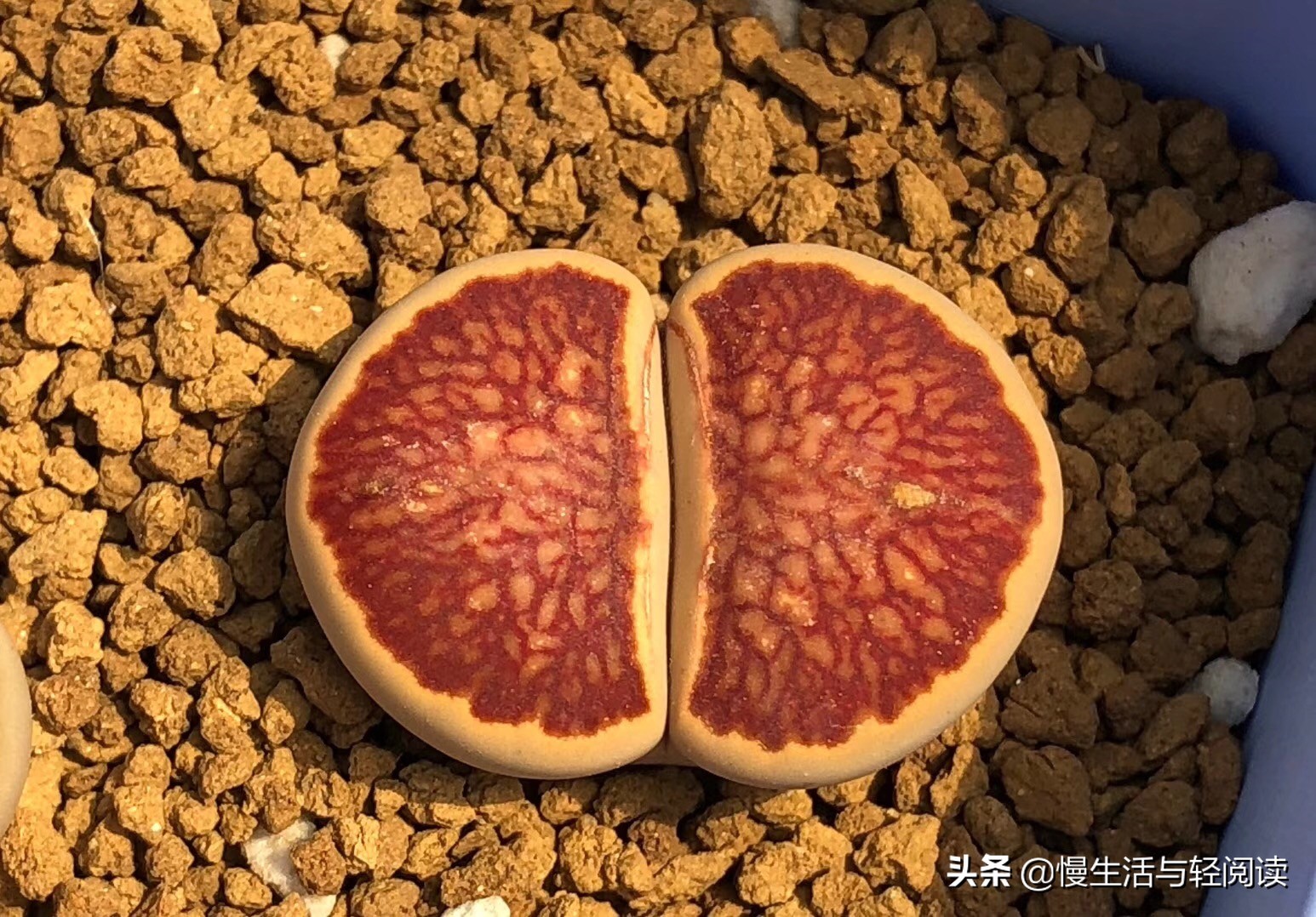 慢生活轻小说免费阅读,慢生活轻阅读