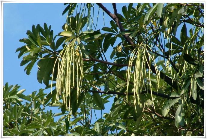 100种常见观叶植物图鉴史上最全,农村常见的100种植物