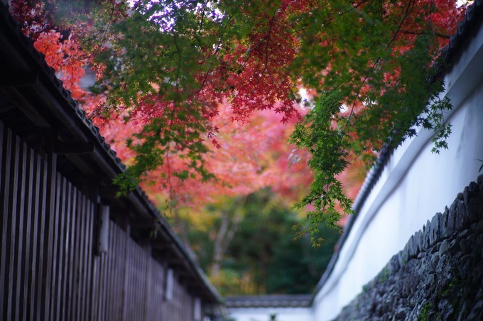 京都赏枫2022,京都赏枫必去景点有哪些好玩的