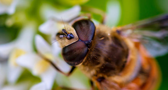 千奇百怪的动物眼睛，它们有各种各样的奇怪用途，和人眼相差甚远