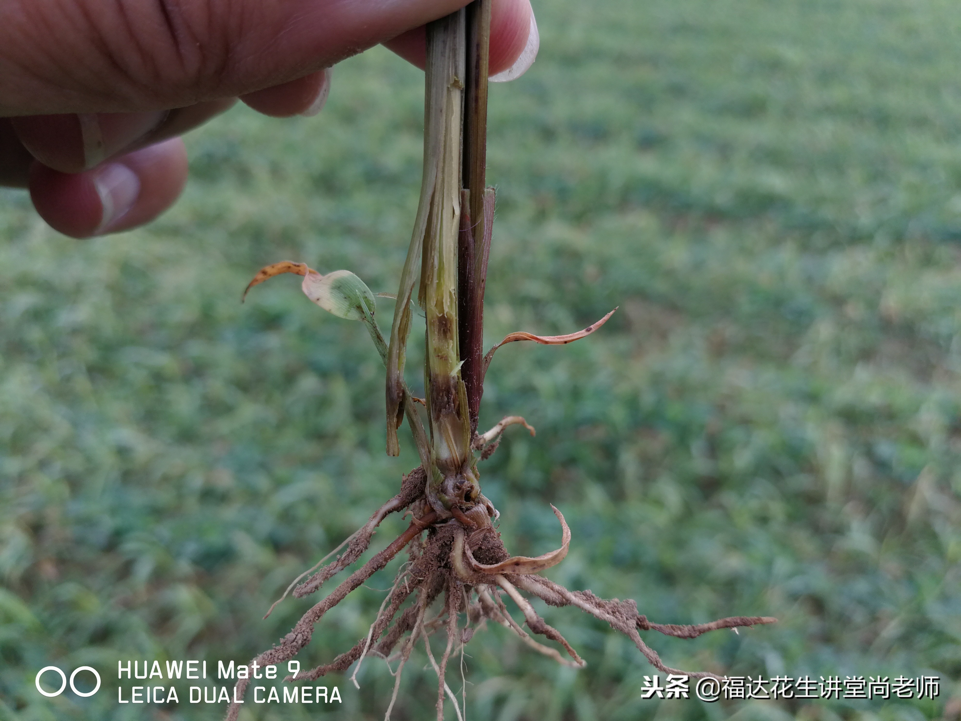 花生苗后除草什么时候打药最合适,花生封闭除草可以用乙氧氟草醚吗