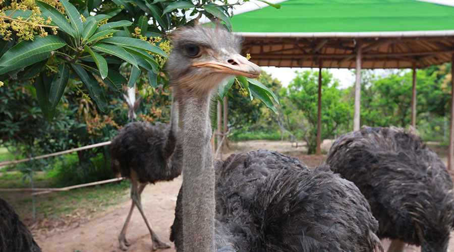 广州摘荔枝玩水,广州摘水果泡温泉