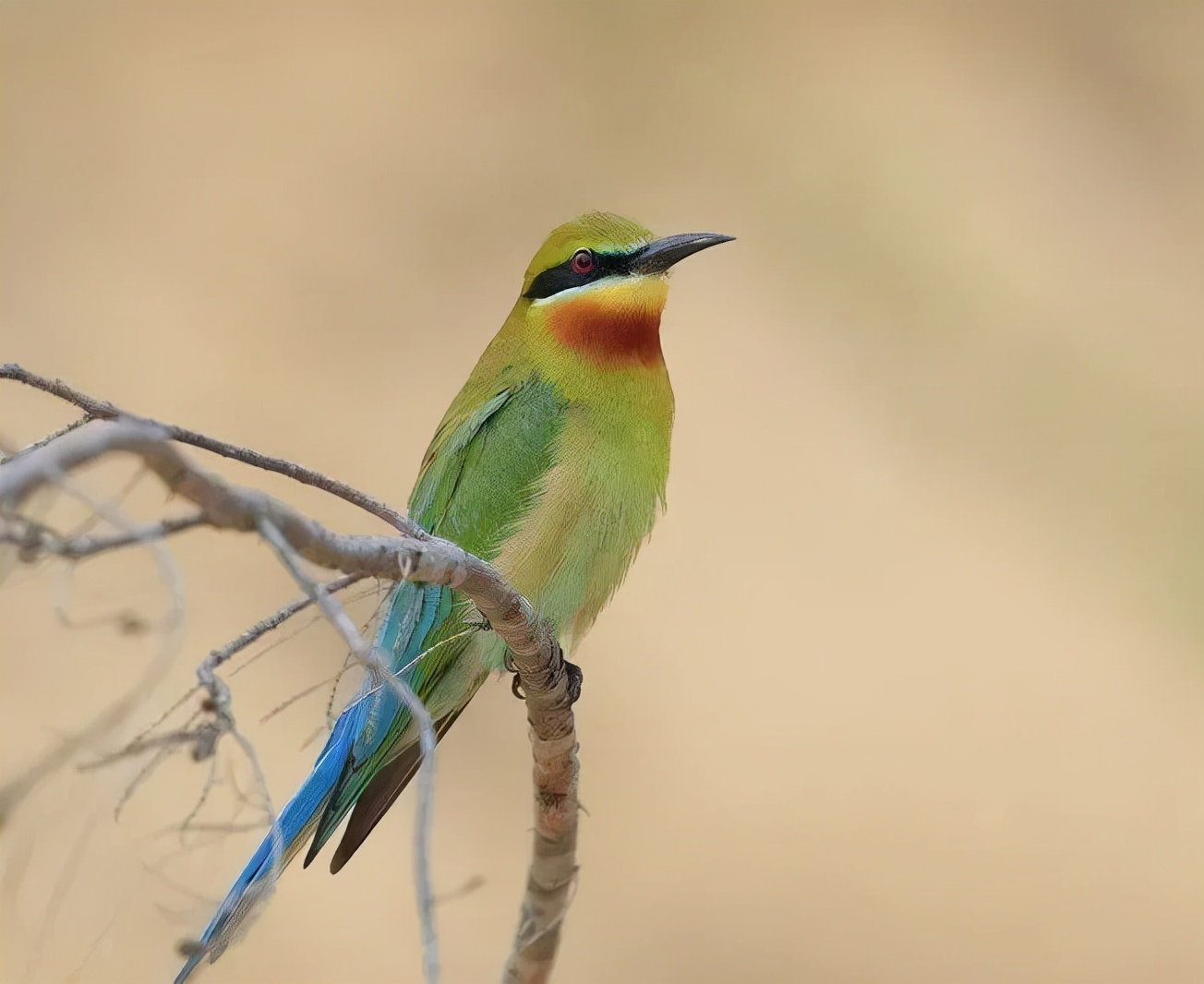 「生态」我在恩平很幸福