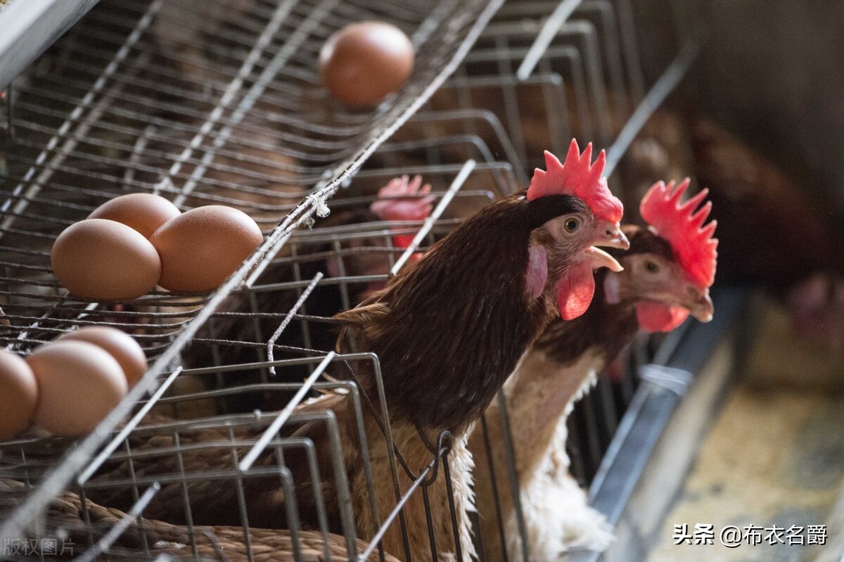 蛋鸡脂肪肝瘫痪如何治疗,蛋鸡脂肪肝为什么喂胆碱