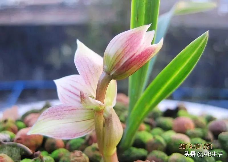 春兰姜氏荷兰名品欣赏,姜氏荷兰花春兰