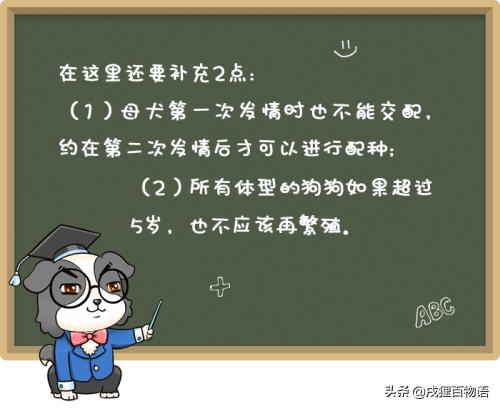 狗狗受孕前要注意什么,狗狗生育小知识