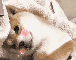 福懋宠物医院驱虫,福懋宠物医院母狗绝育