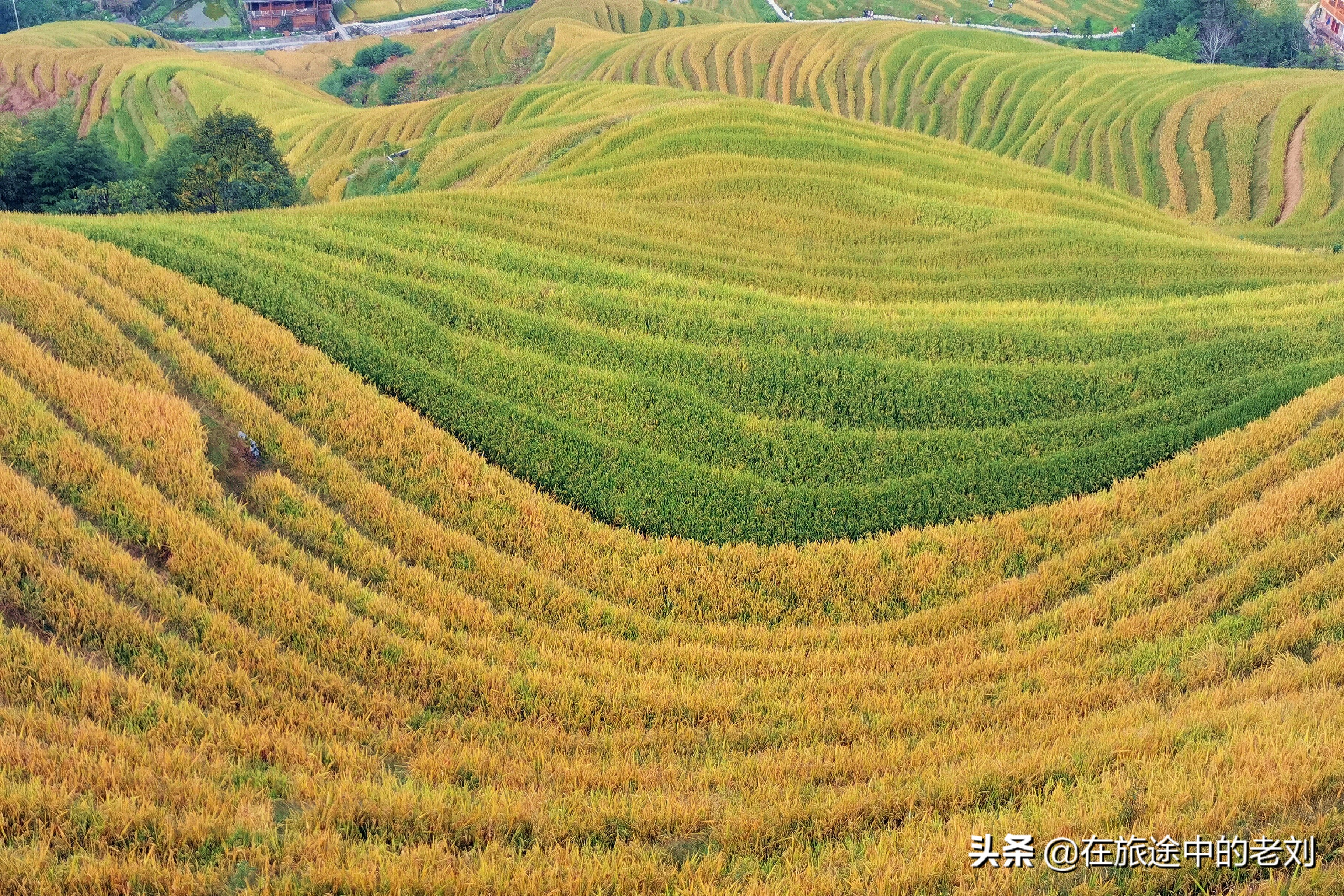 远赴龙脊大寨梯田,追逐今年最后的金黄——桂林七天游1