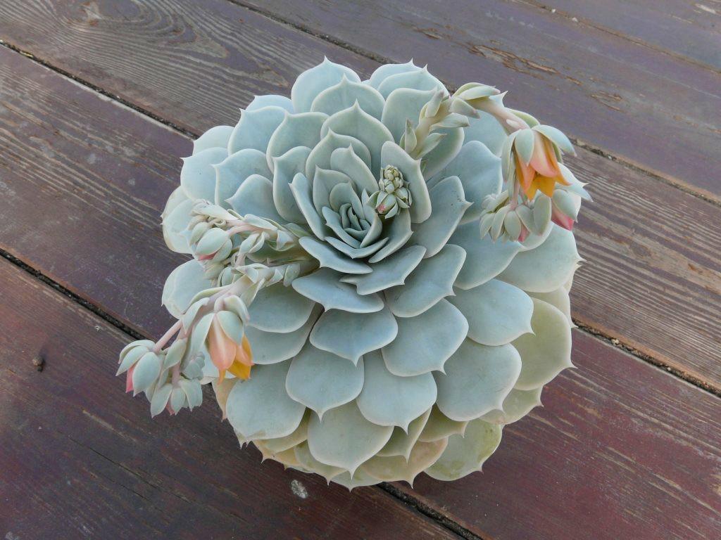 自带颜色又好养的多肉,和月亮仙子多肉相像的品种