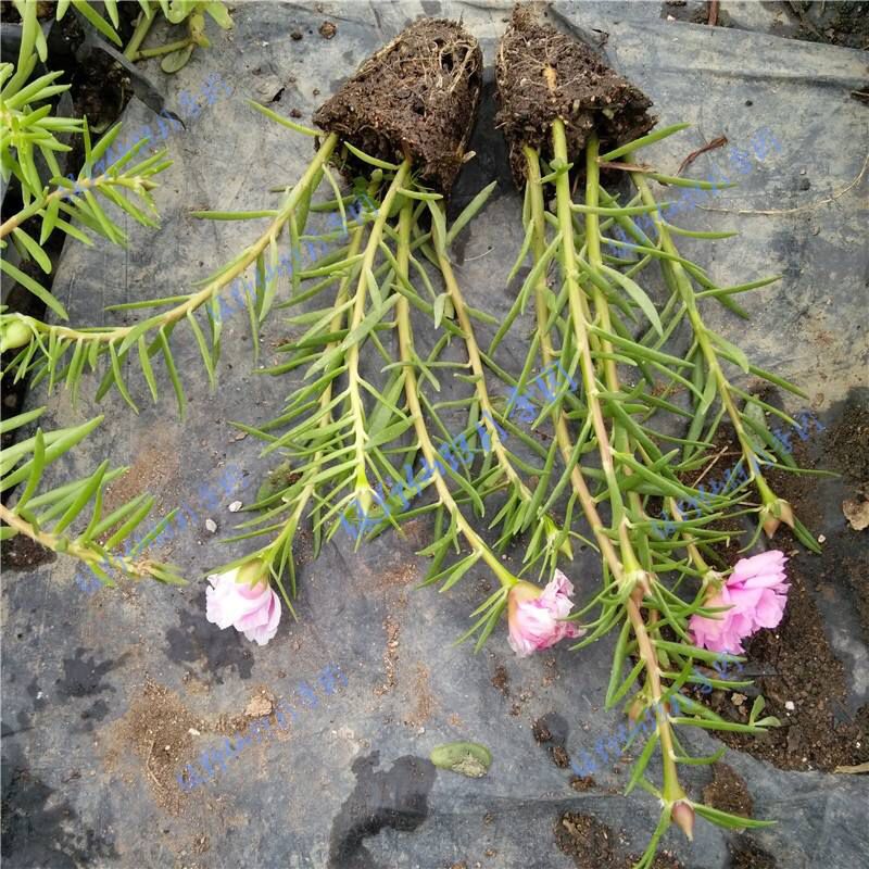 扦插的落地生根多少天可以生根,扦插新手