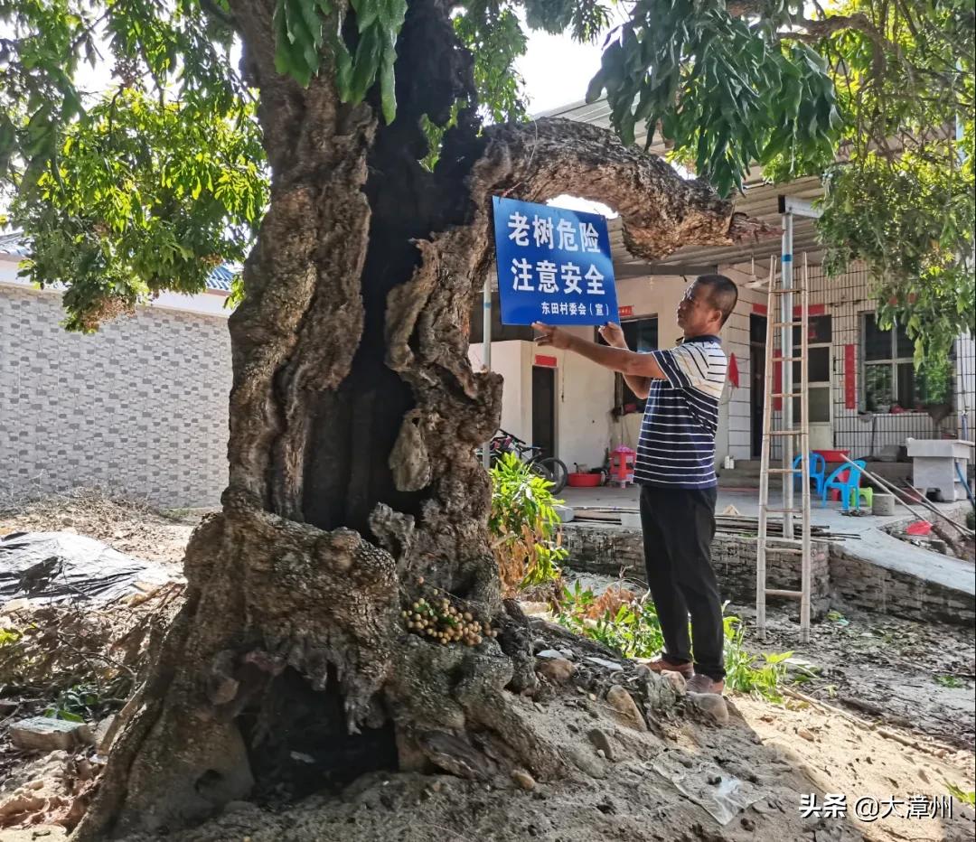 千年奇特龙眼树,山上老龙眼树