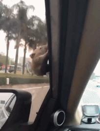 山海经中以乳为目以脐为口的怪物,山海经搞笑图片