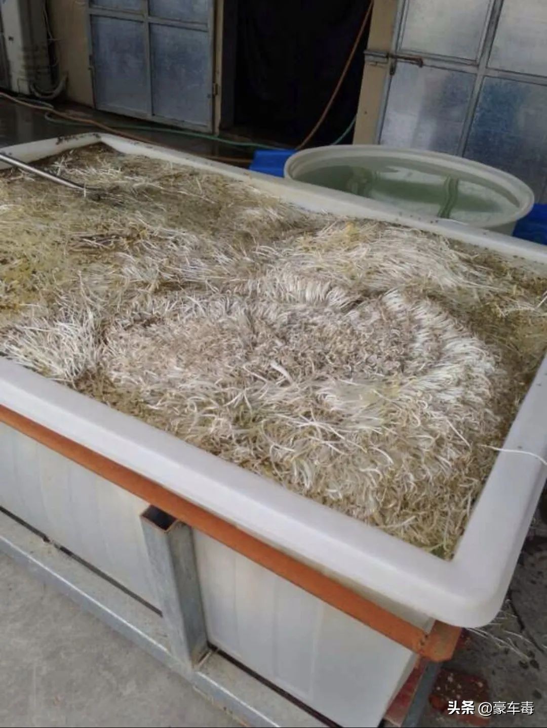 豪车毒老纪考斯特,豪车毒老纪小跟班