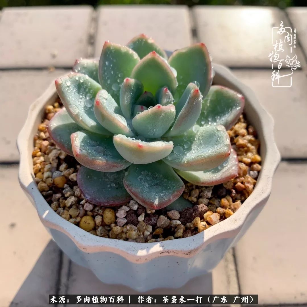 在冬日阳光下,记一个多肉小白的养肉历程