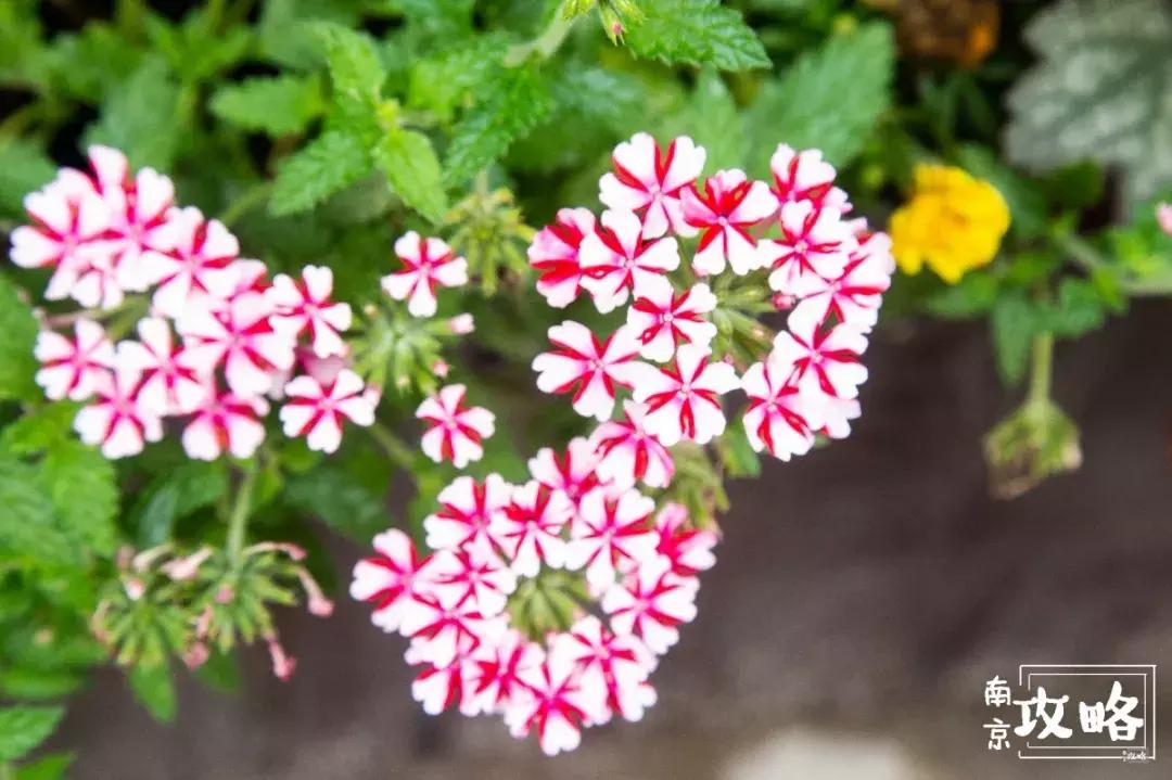 慧园里，南京城中，时光交错的角落