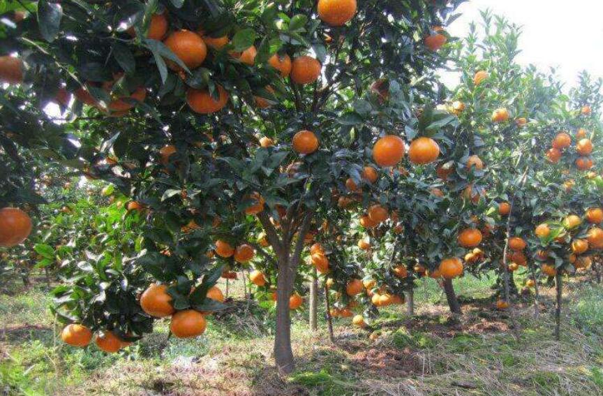 外表难看吃起来好吃的水果,茂谷柑为什么吃起来像烂了的味道