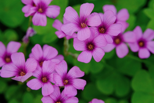 中医的排病反映,中医讲排病反应