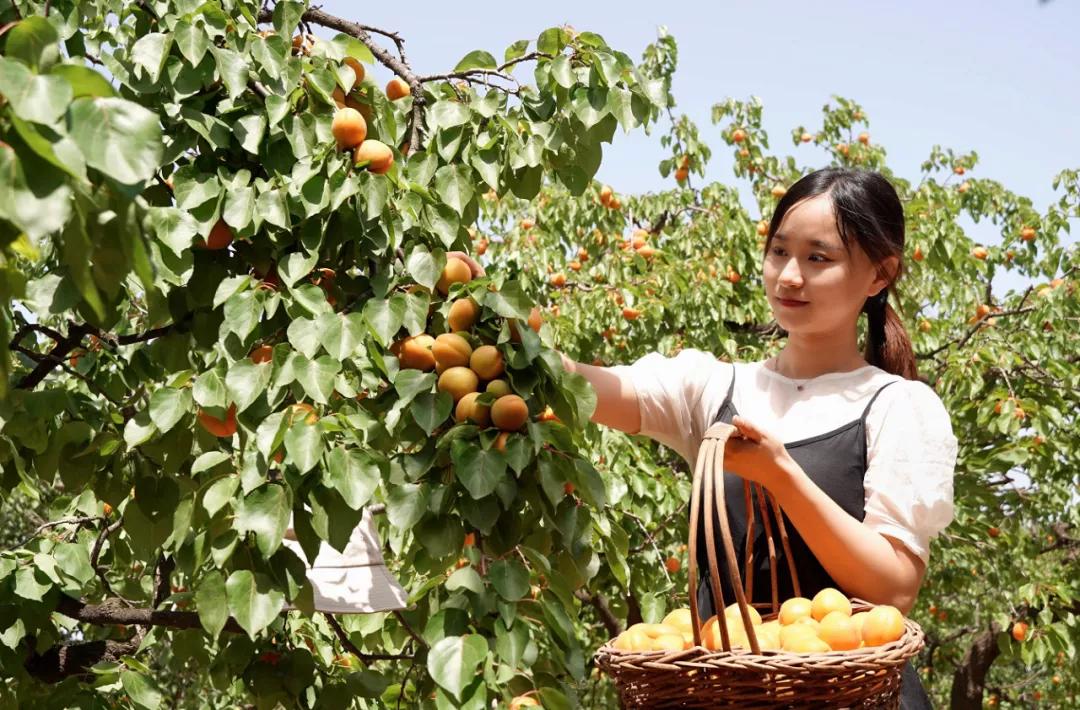 邢台巨鹿红杏迎丰收,河北巨鹿县杏满枝头新闻