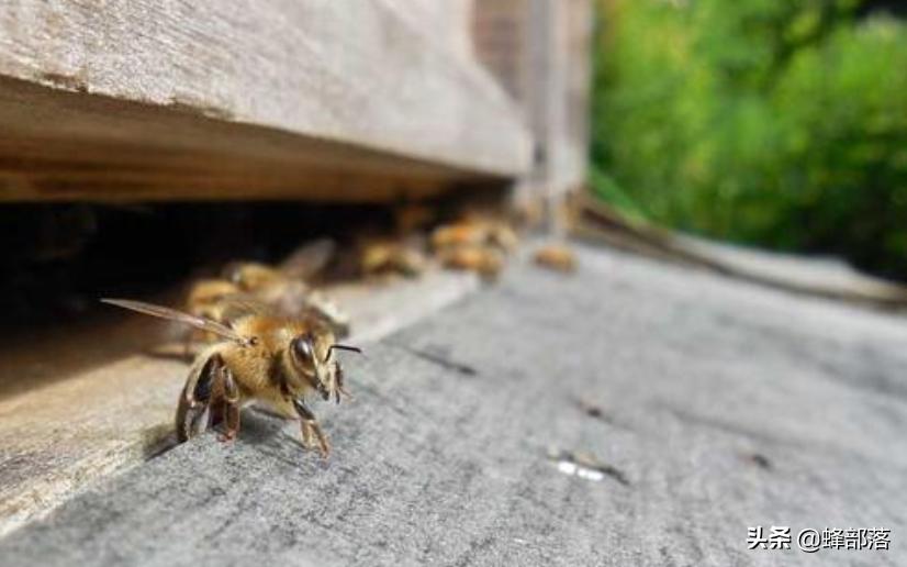 工蜂是如何干扰蜂王交配的？真相：工蜂还真不是省油的灯