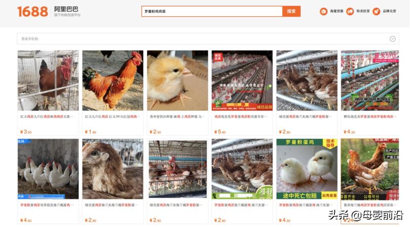 可生食无菌蛋是假鸡蛋吗,可生食无菌蛋国产