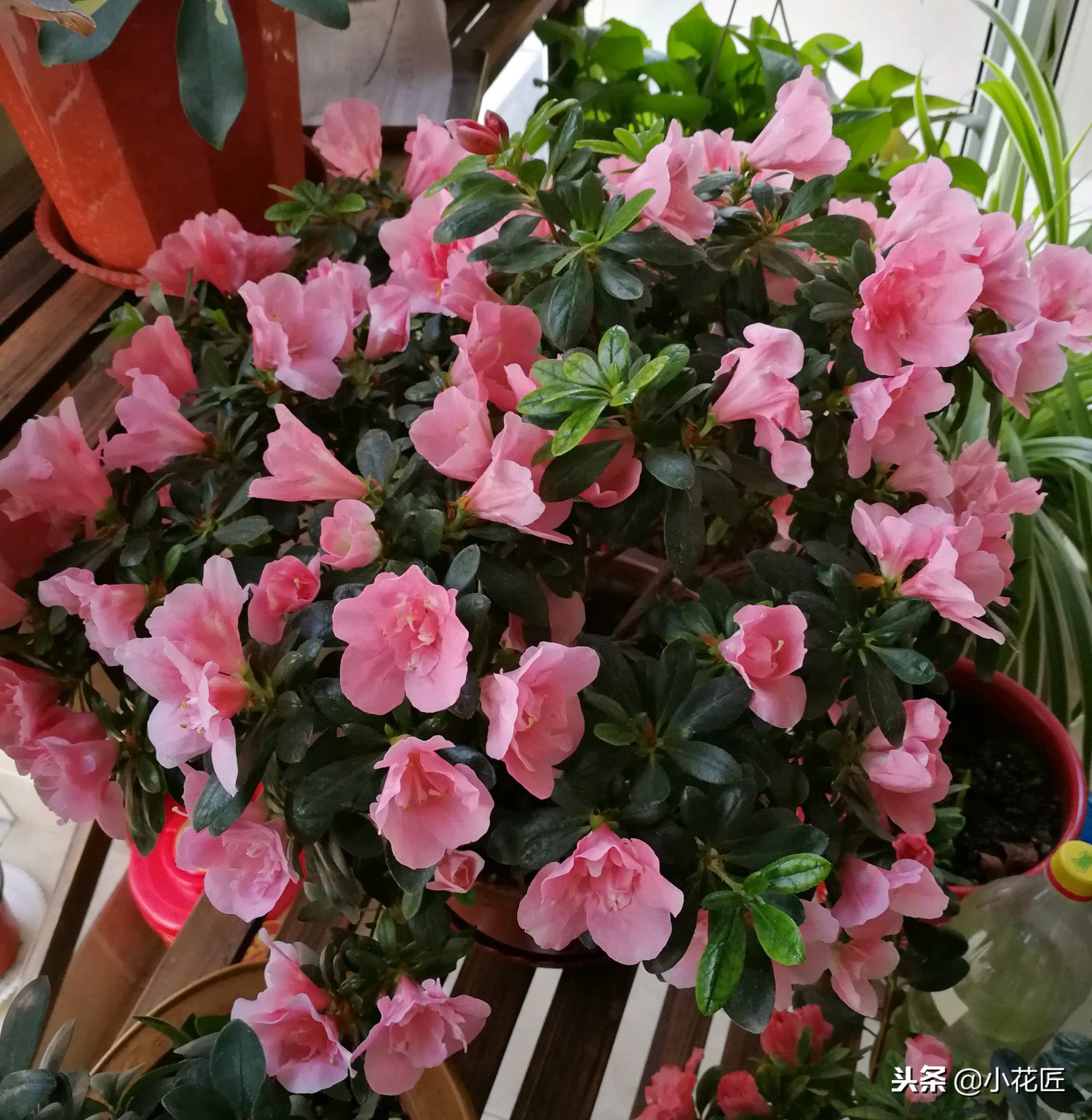 杜鹃花叶子掉光了还能救活吗视频,杜鹃花的叶子干枯发黑是什么原因