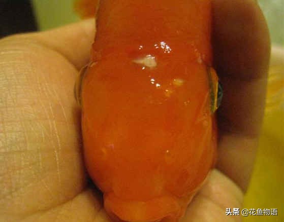 观赏鱼预防鱼病下什么药好,观赏鱼鱼病介绍及用药方法