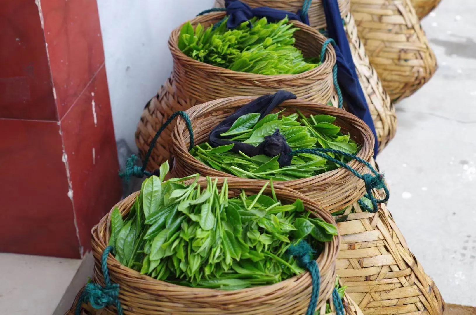 黄山猴魁茶叶多少钱一吨,太平猴魁茶叶什么价格行情好